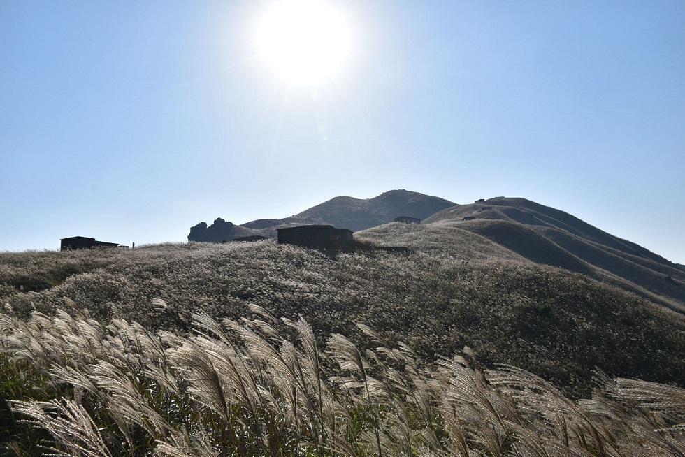 芒草|大東山、東洋山、鳳凰山等十大秋冬芒草季節好去處 附行山路線+交通安排