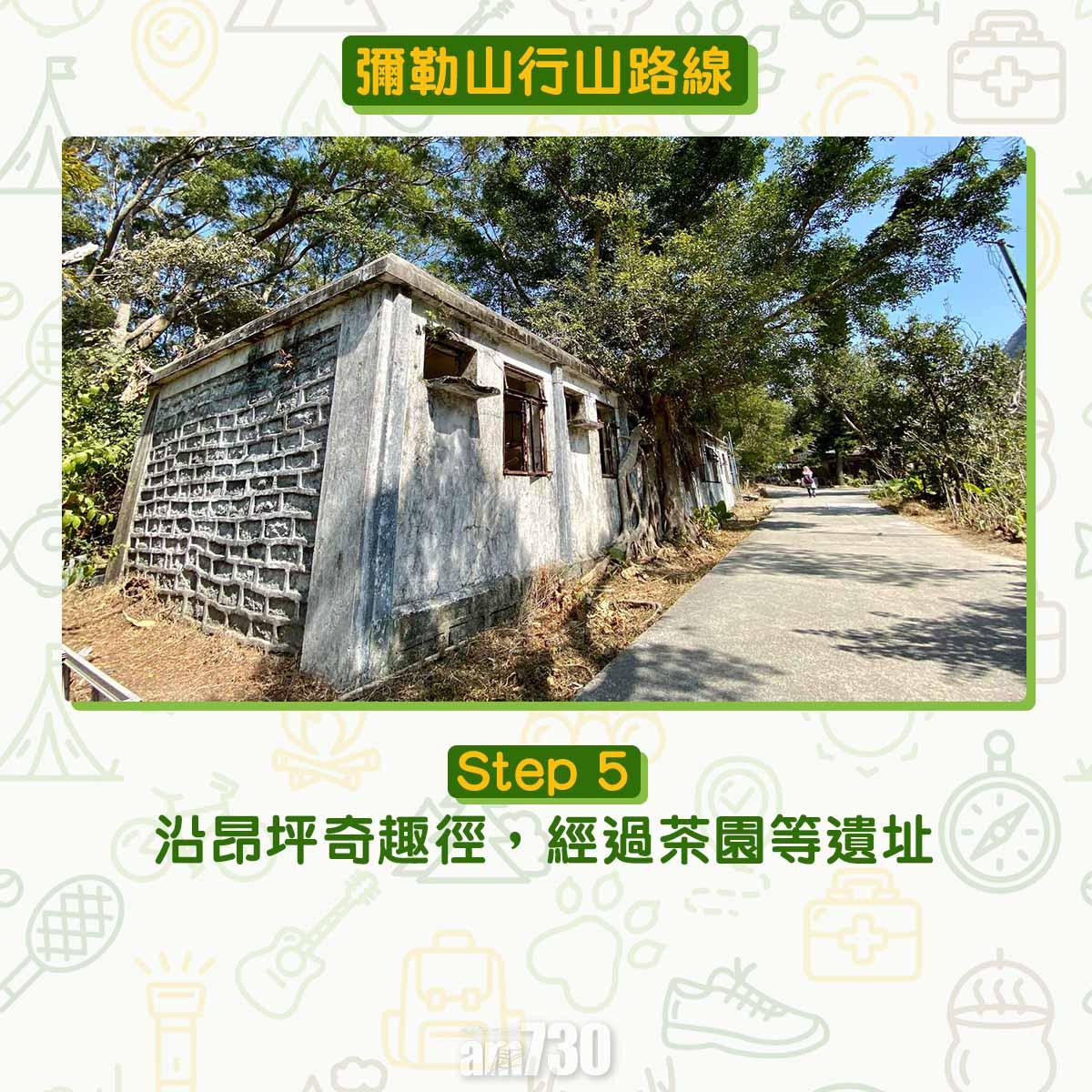 彌勒山芒草行山路線