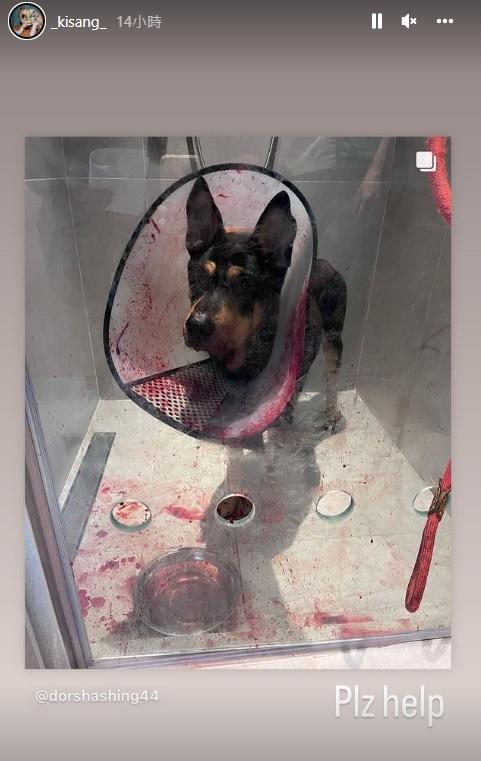 Anson Kong則轉發呼呼籲狗隻捐血的帖文。