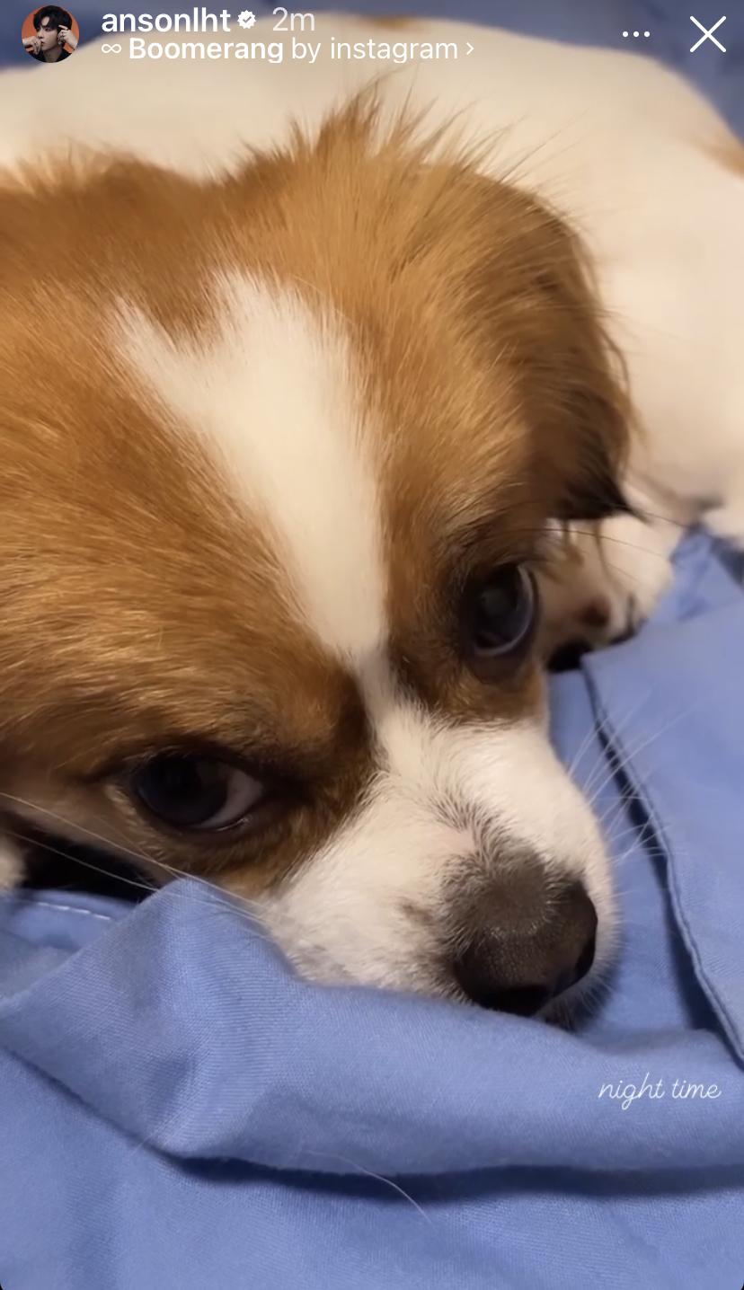 Anson Lo在IG Story 上戴愛犬Amber短片。