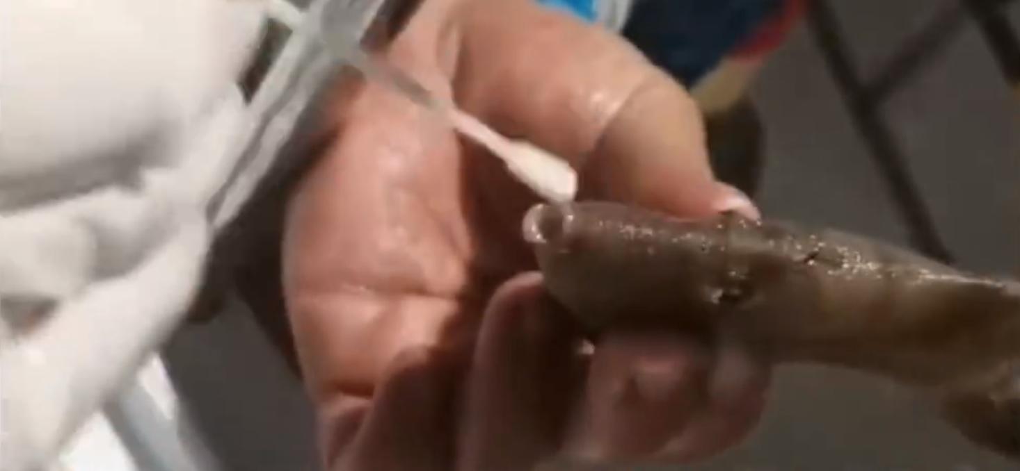 有網民反問:「魚不是用鰓呼吸嗎」