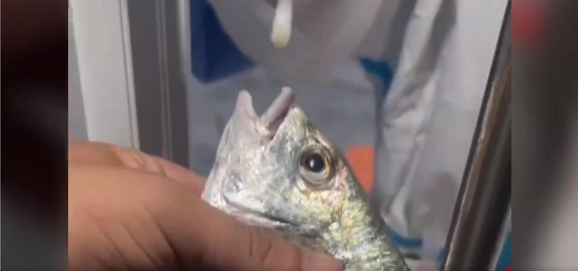 疫情|廈門漁民捕魚後 須連人帶魚撩鼻做核酸