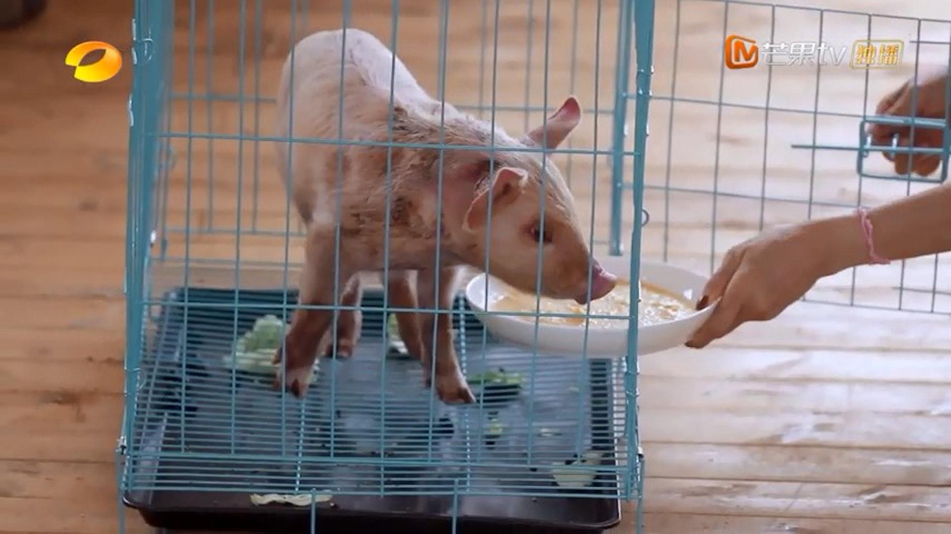 容祖兒在綜藝節目整豬糧餵小豬吃。
