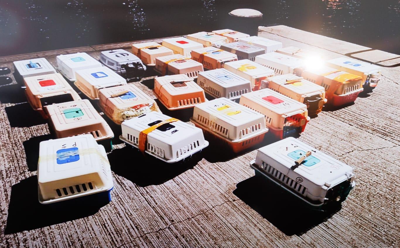 走私艇運126隻貓狗疑供港寵物店 被困惡劣環境脫水