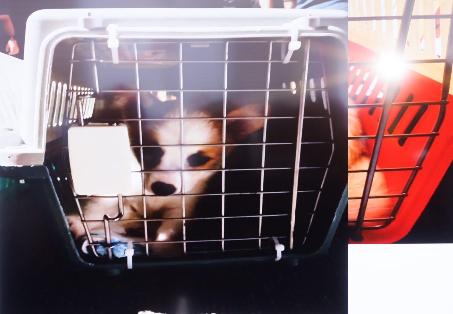 警方在舢舨上發現84隻貓及42隻狗。