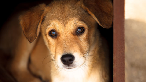 狗行為|研究證實狗狗與主人團聚 會開心到喊