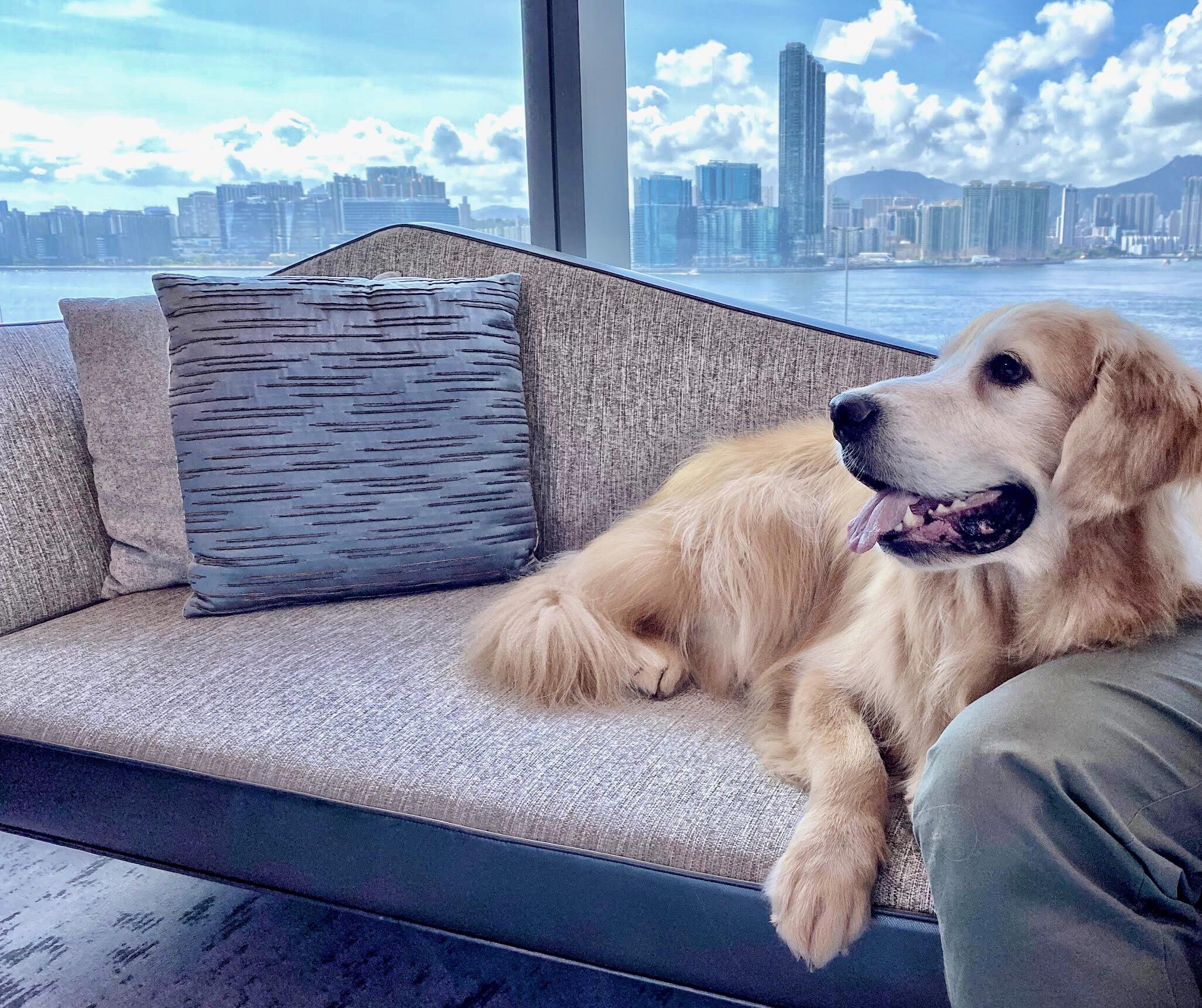 毛孩放電假期住宿體驗