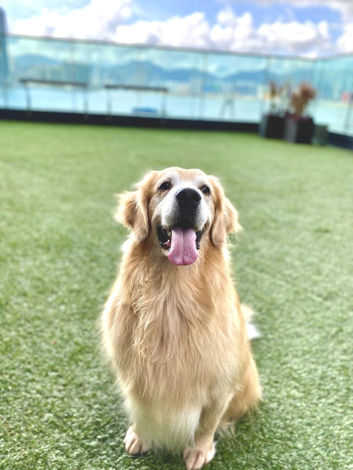 毛孩放電假期住宿體驗