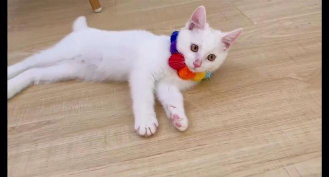 小虎去年冬天獲任女收養。(互聯網)