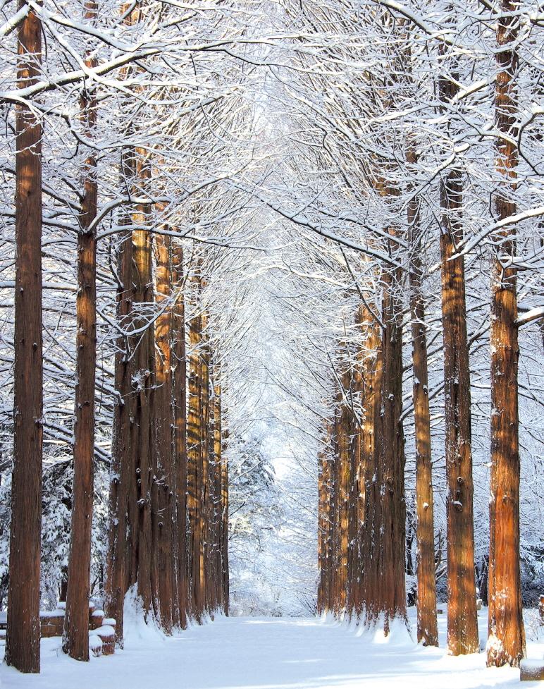 南怡島觀光、自由午餐