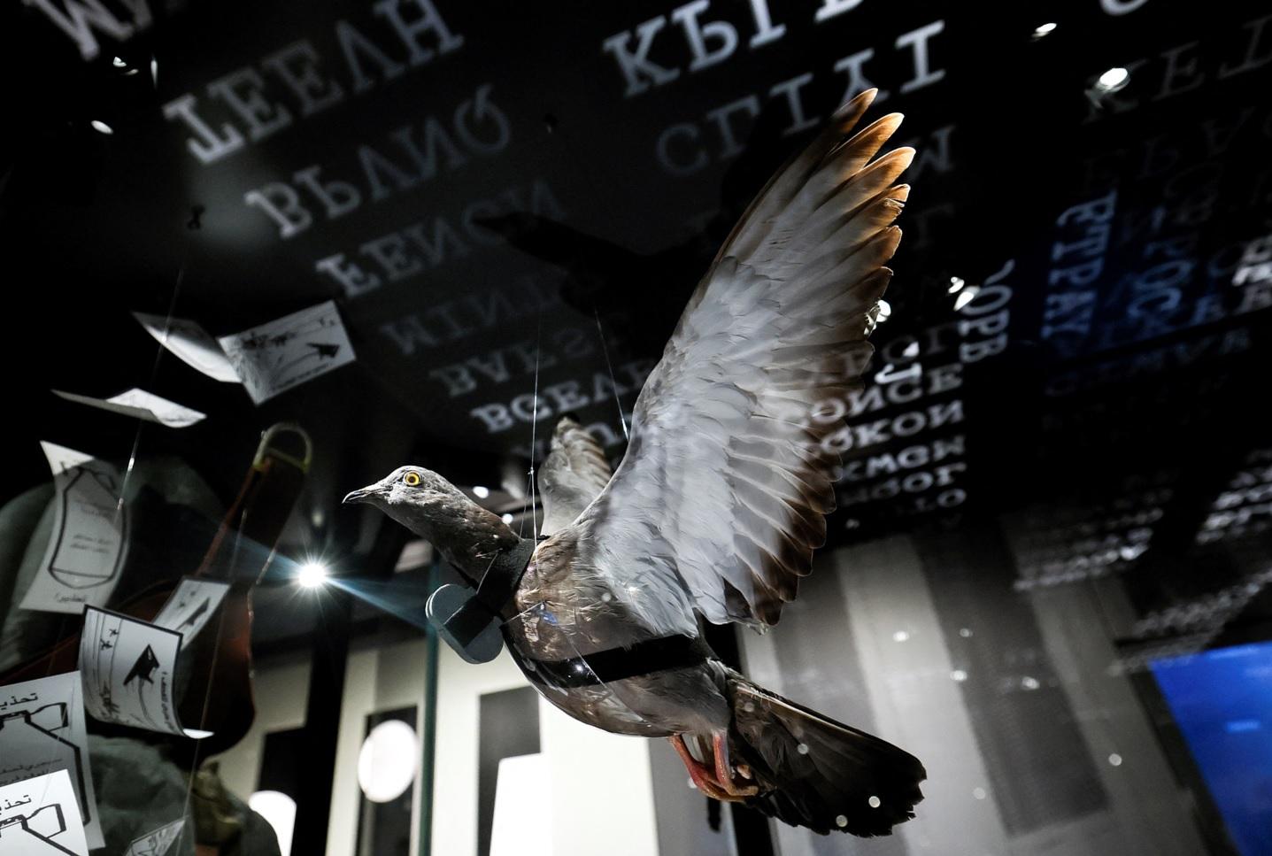 綁上蒐集情報相機的鴿子。(路透社)