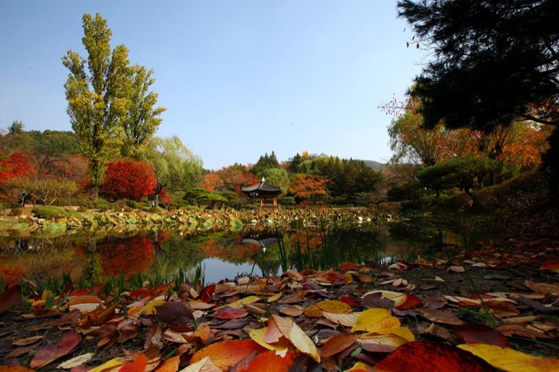 分為釜山、大邱、慶州,慶尚道4個地區,一次過遊覽多個賞楓最佳景點。