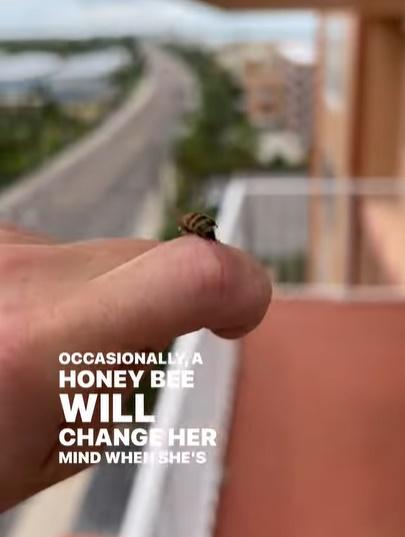 Elisha Bixler指這隻蜜蜂螫人後突然後悔不想死,因此要不停轉圈以拔出螫針。(IG)