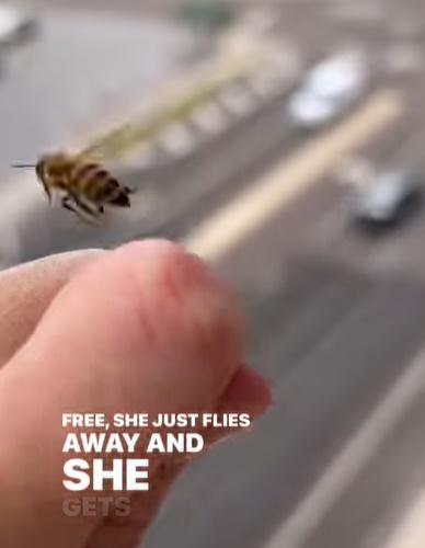 Elisha Bixler說,蜜蜂來回轉圈令針孔鬆動,「一旦(螫針)釋放了,就能絲毫無損地飛走。」(IG)