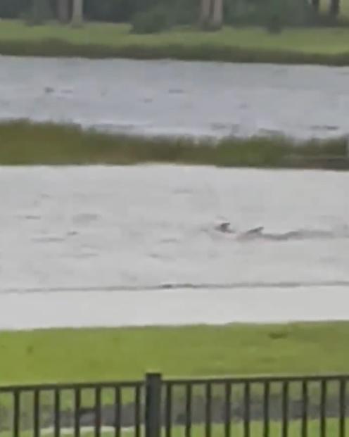 颶風襲佛州,記者被強風吹倒,馬路驚見鯊魚,居民室內游水。(Twitter)