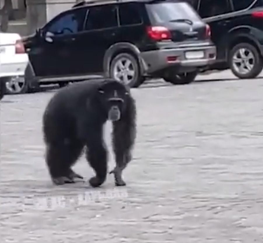 黑猩猩在街頭遊蕩。(Twitter)