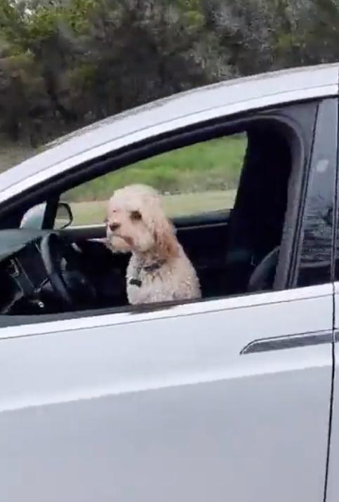 拍片者稱:「我非常肯定除了一隻狗以外,沒有人在這輛車裡。」(Twitter)