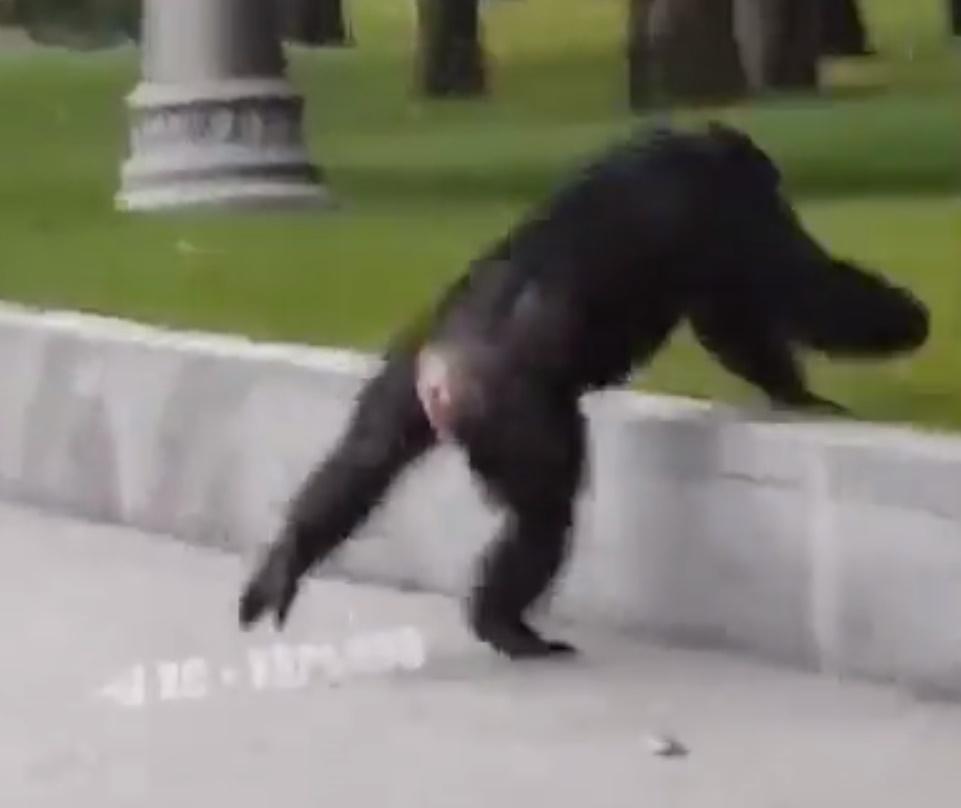 黑猩猩走到公園。(Twitter)