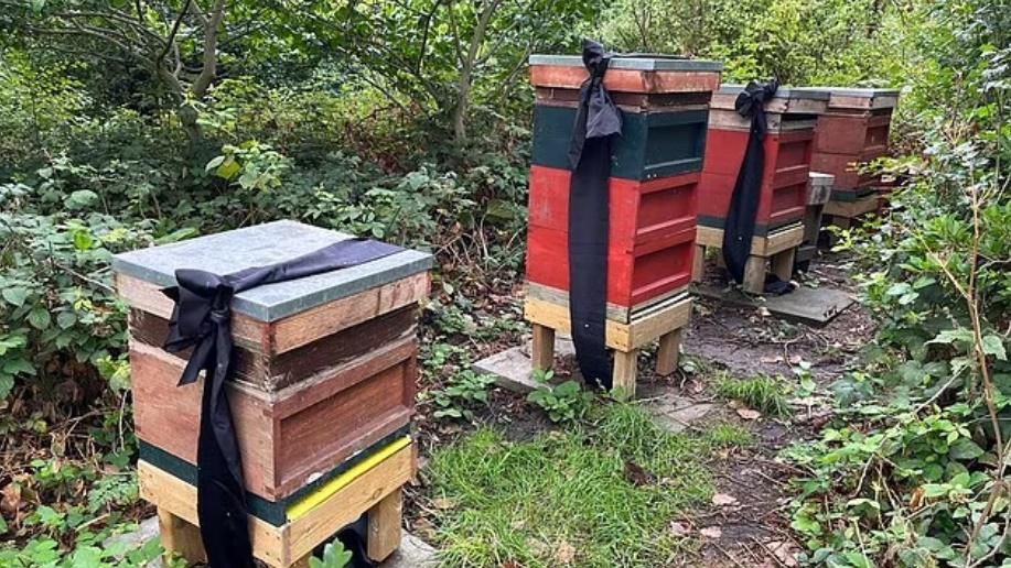 皇家養蜂人John Chapple在上周五(9日)到白金漢宮及克拉倫斯宮進行儀式。(Twitter)