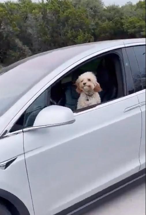 貴婦狗獨自坐在駕駛座上,身上似乎沒有作何牽引帶固定。(Twitter)