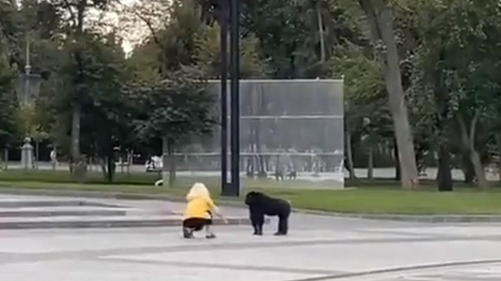 一名動物園人員蹲到身試圖跟黑猩猩溝通。(Twitter)