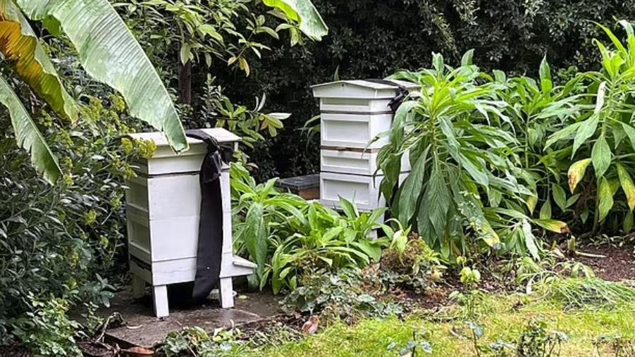 皇家養蜂人John Chapple在上周五(9日)到白金漢宮及克拉倫斯宮進行儀式。(Twitter)