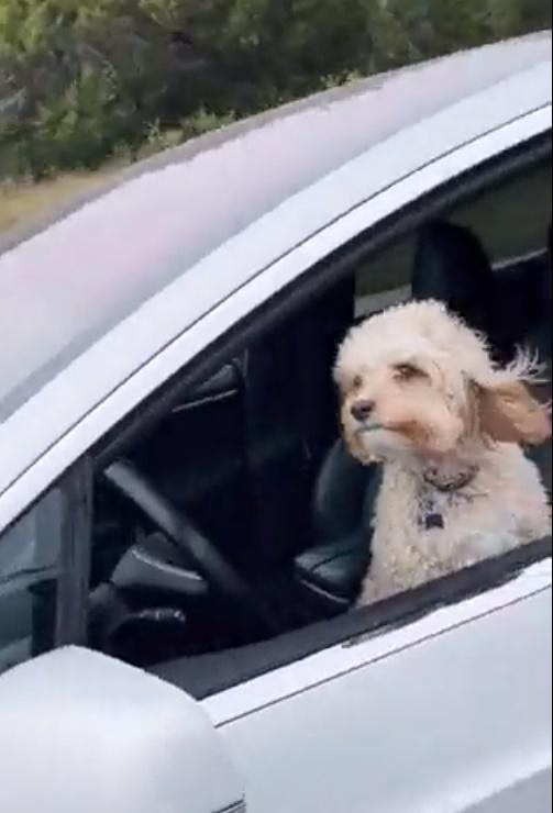 拍片者對著牠大喊:「朋友,你的主人在哪裡?」(Twitter)