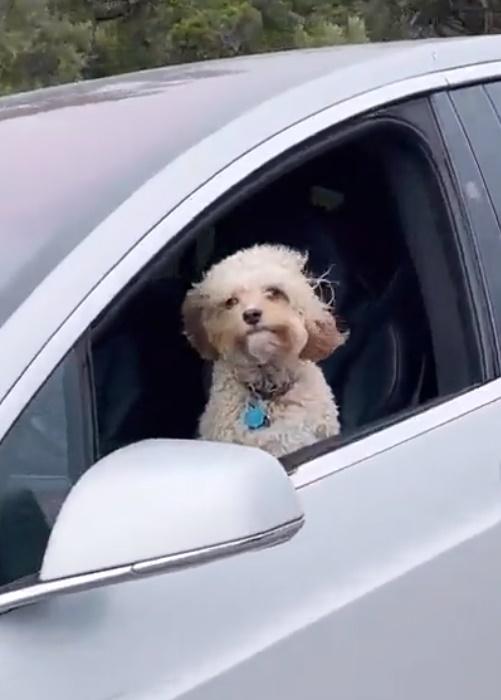 拍片者問狗狗:「你要到哪裡?去看戰醫嗎?」(Twitter)