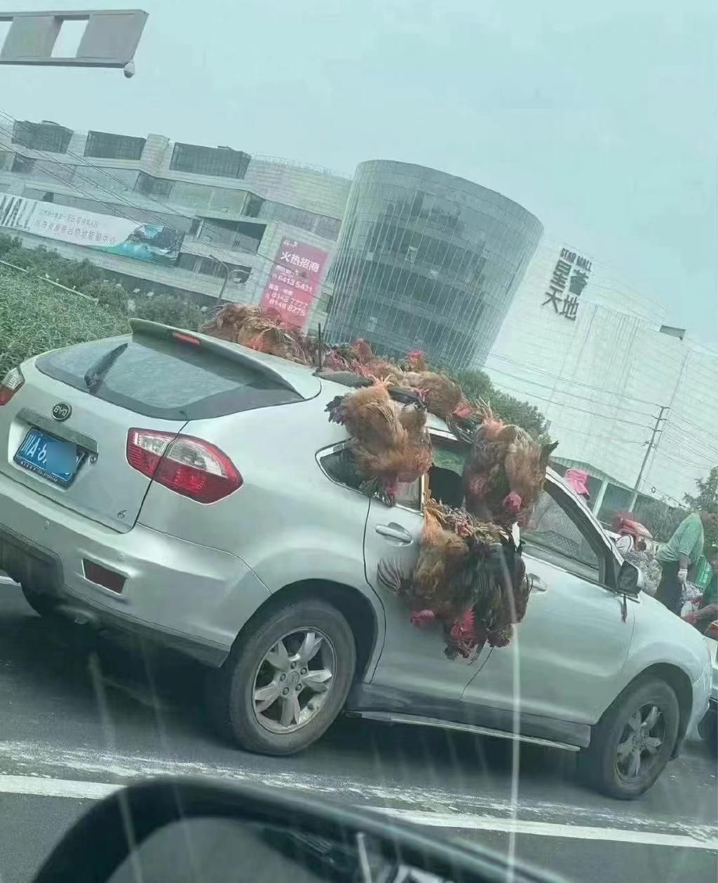 有成都人囤了十多隻活雞。(互聯網)