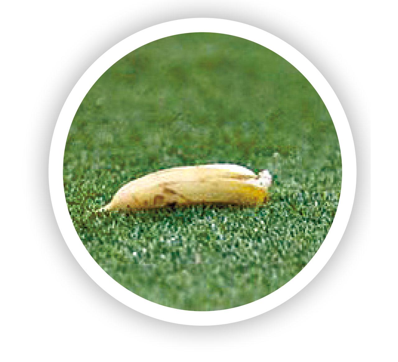 種族歧視停不了 李察利臣入波被掟蕉