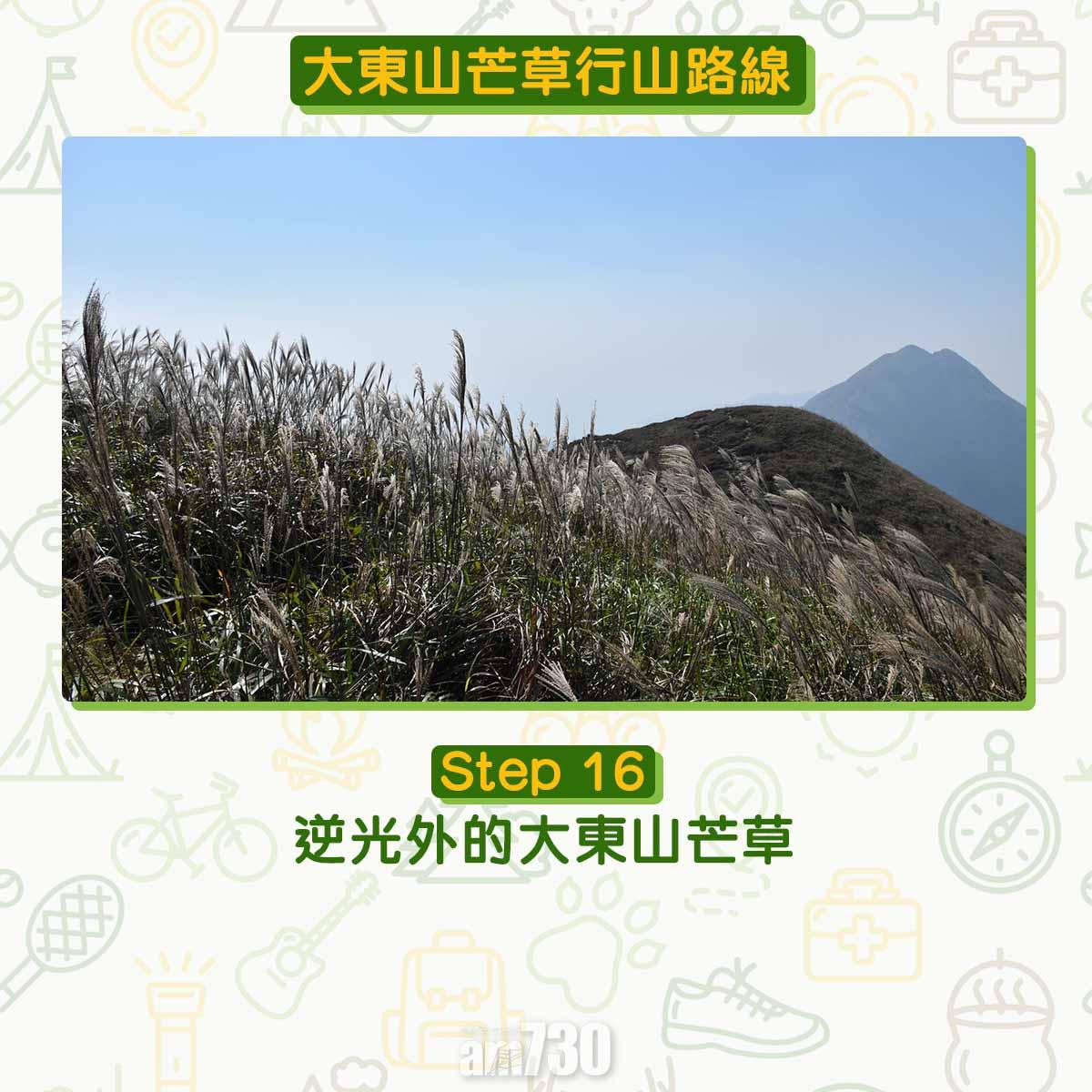 大東山芒草行山路線