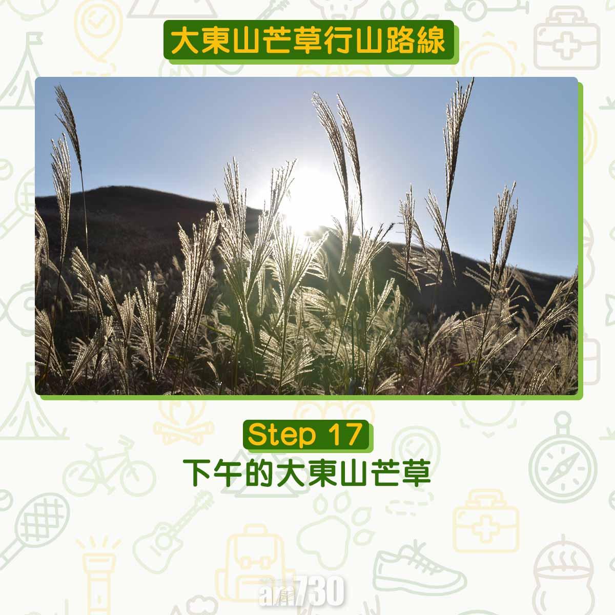 大東山芒草行山路線