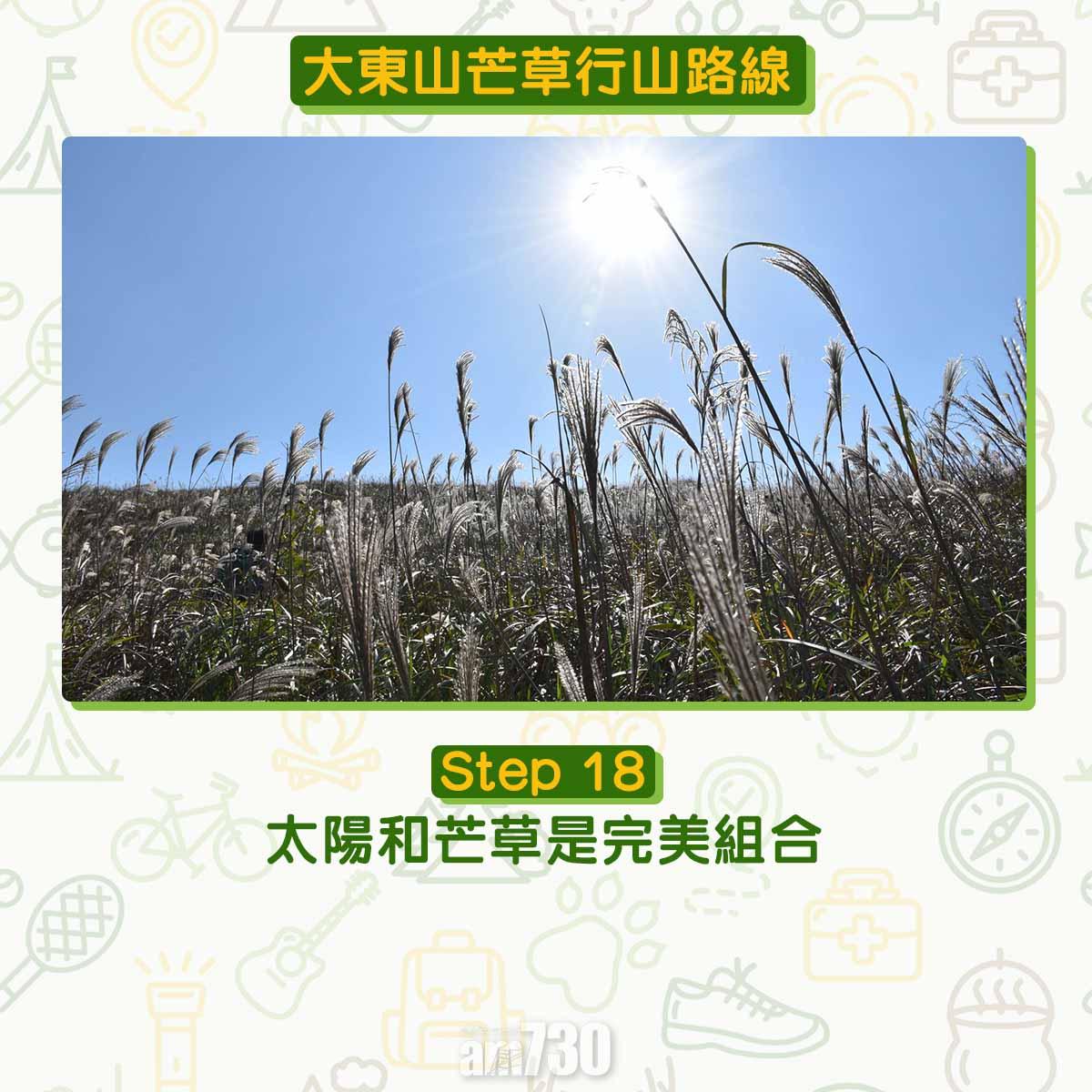 大東山芒草行山路線