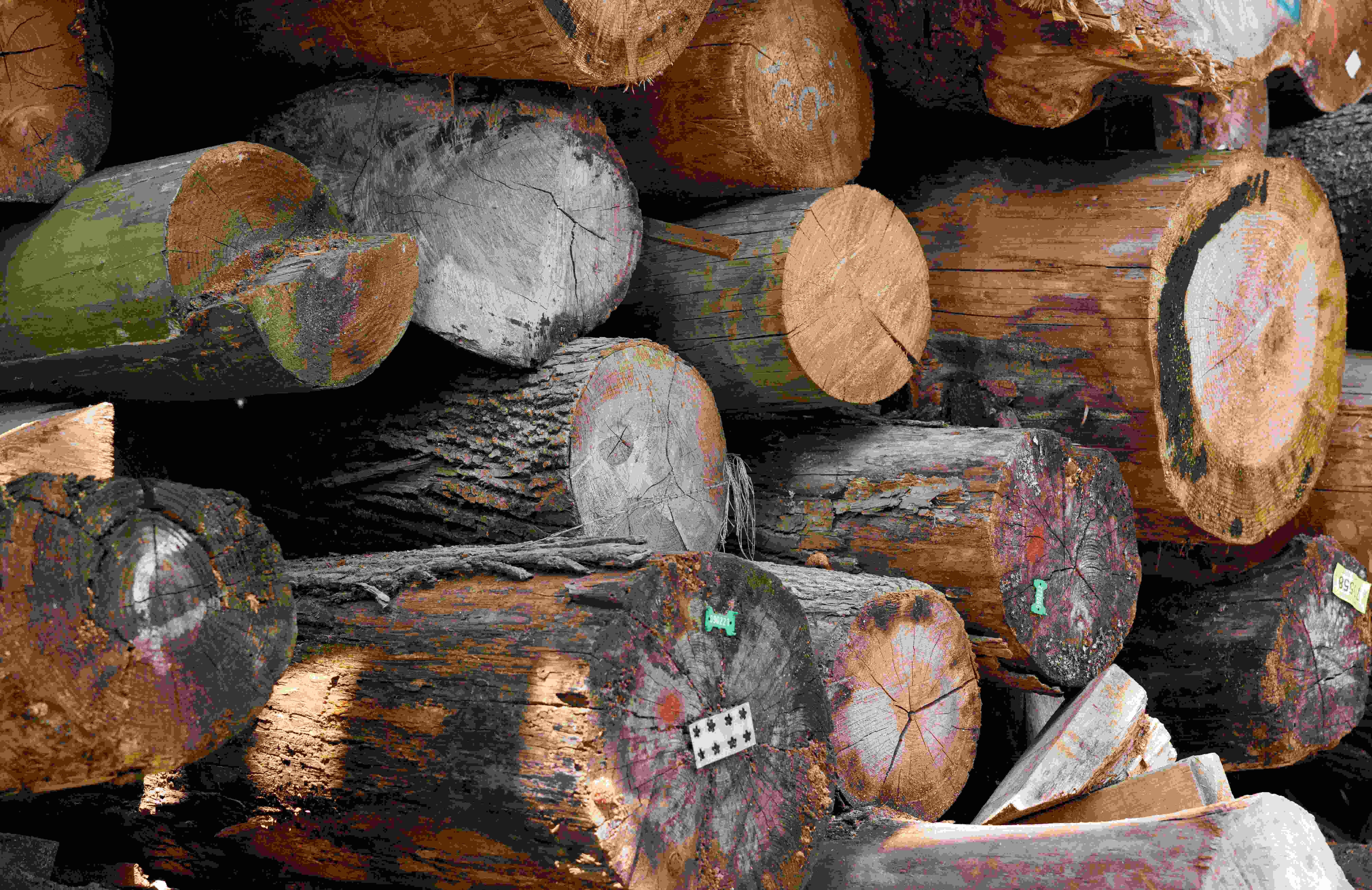 上水 古洞 上水古洞志記鎅木廠最後一天