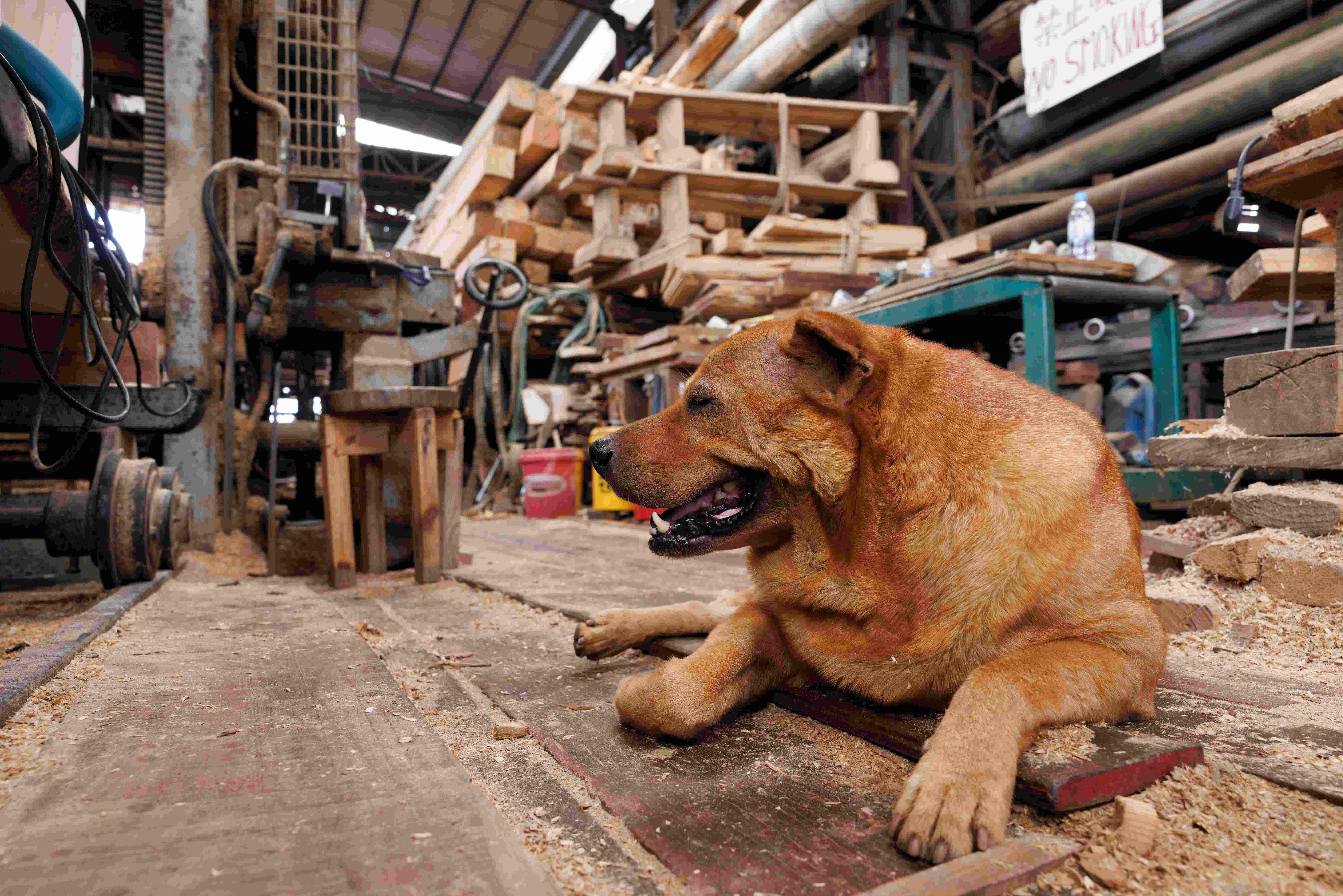 上水 古洞 上水古洞志記鎅木廠最後一天