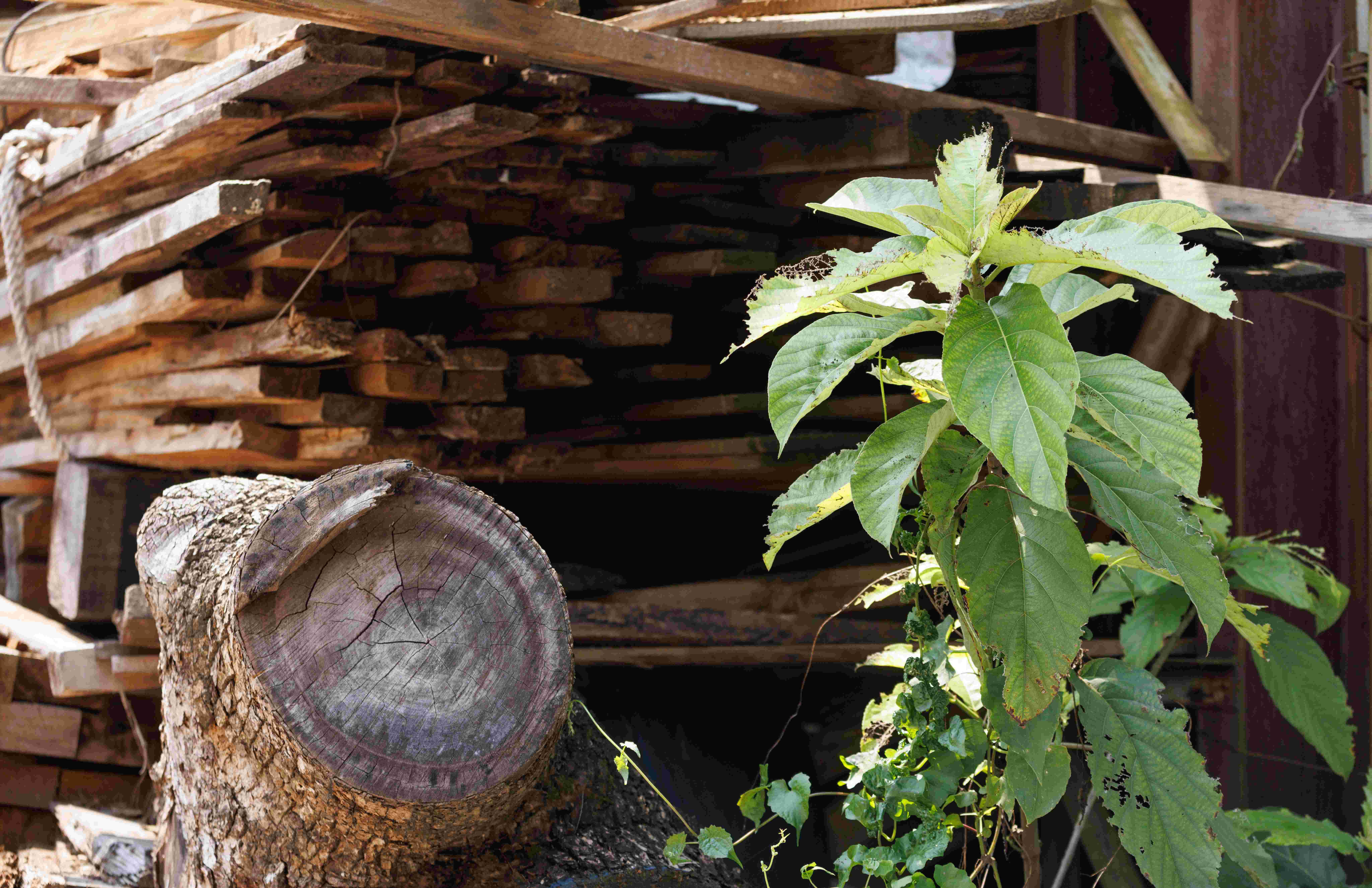 上水 古洞 上水古洞志記鎅木廠最後一天