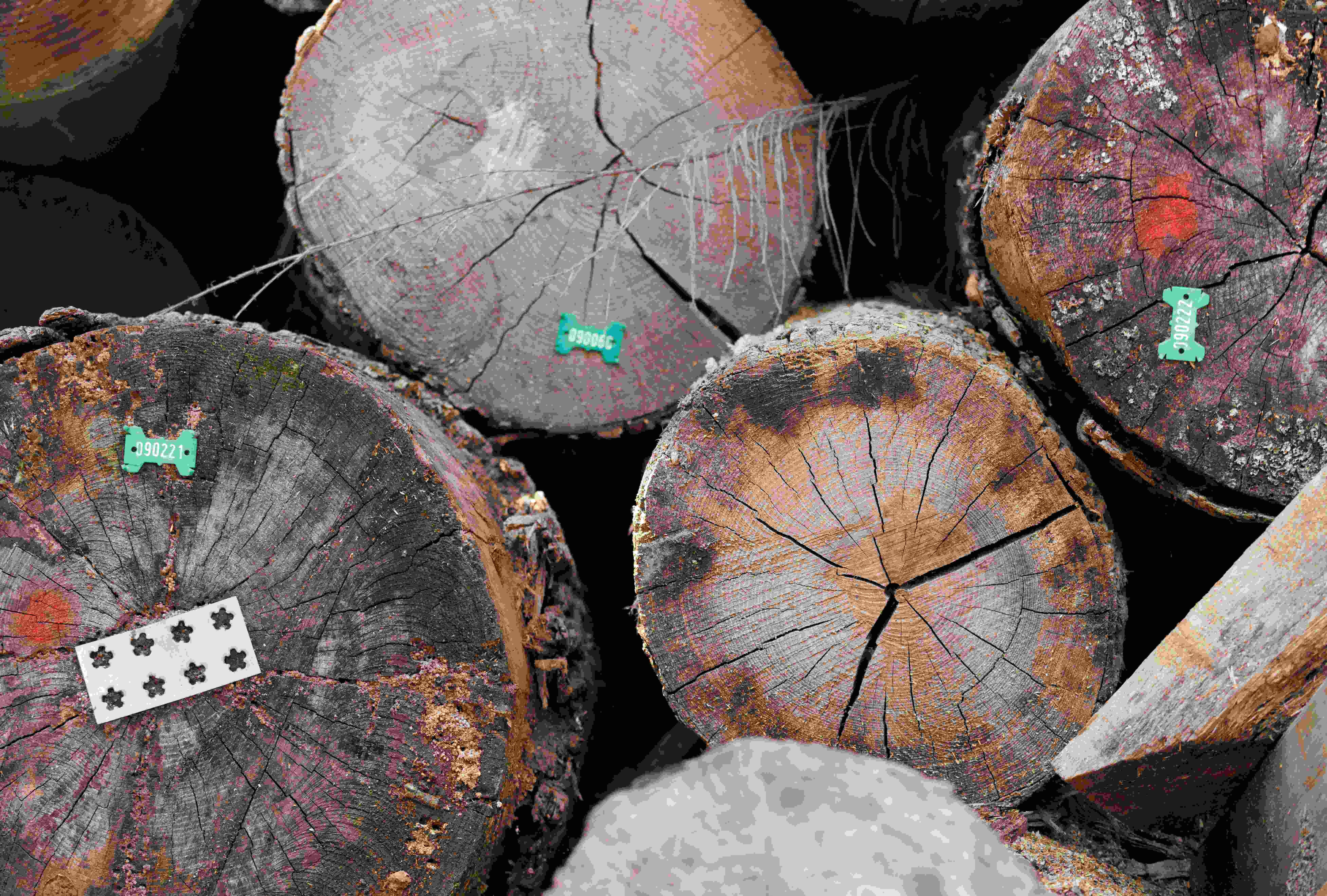 上水 古洞 上水古洞志記鎅木廠最後一天