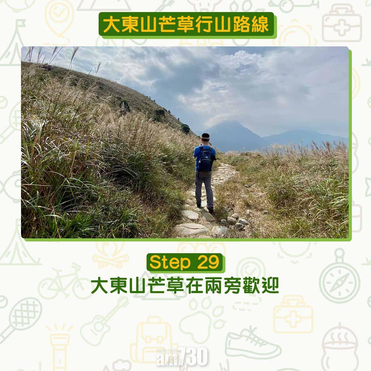 大東山芒草行山路線