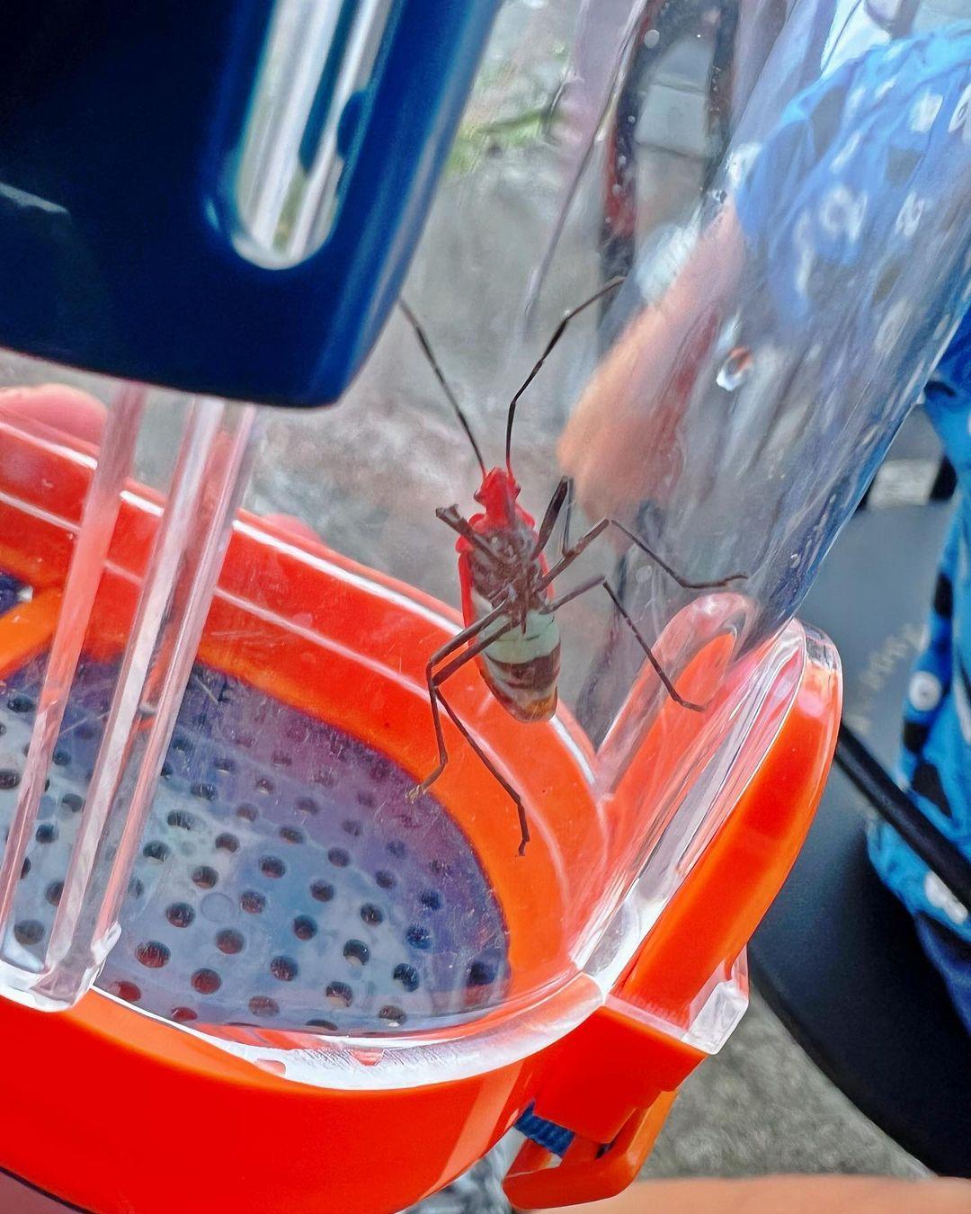 胡杏兒囝囝捕捉到「紅蝽」。