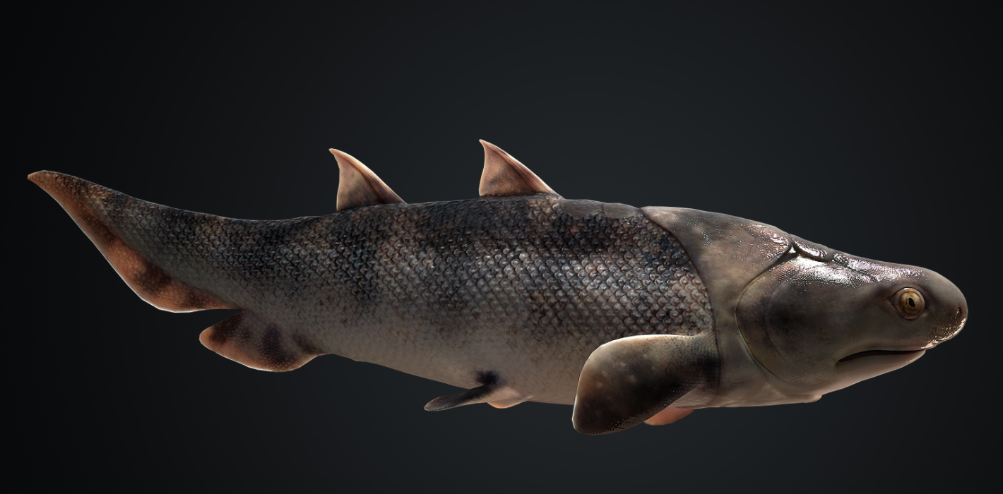 蠕紋沈氏棘魚的出現,有力證明鯊魚起源於盾皮魚類。(互聯網)