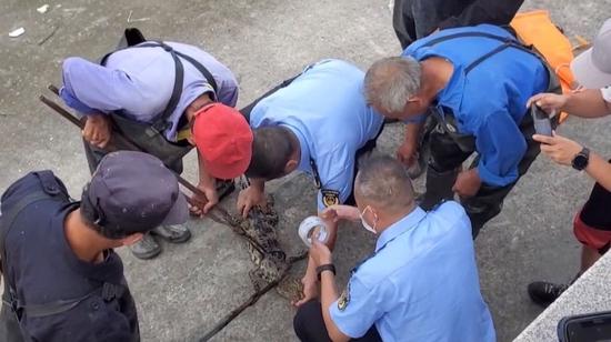 上海黃浦江邊的暹羅鱷被捕。(互聯網)