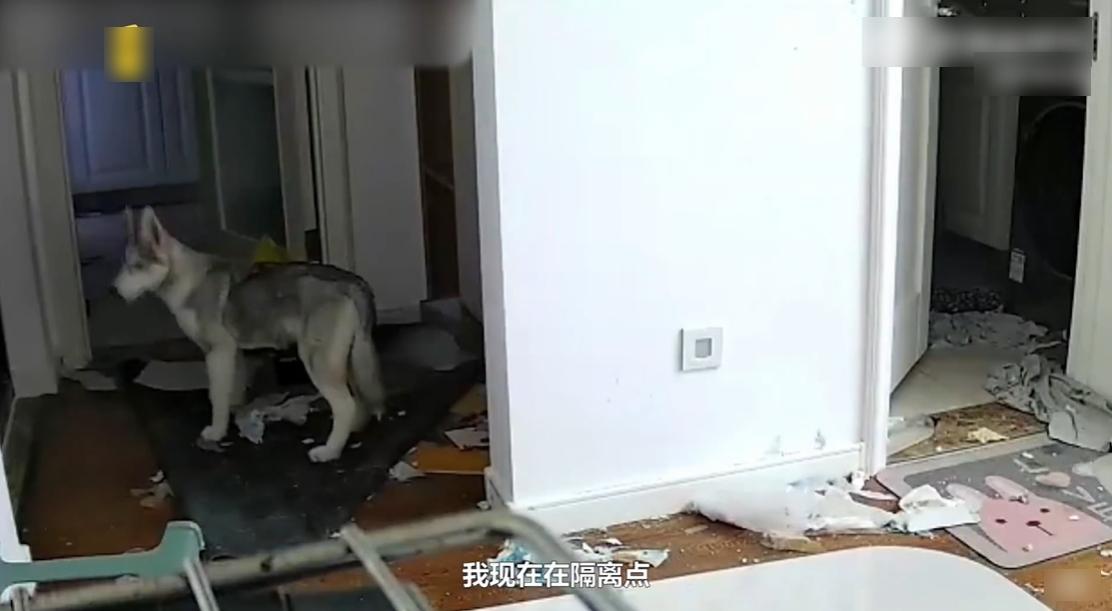 從監控片段可見,哈士奇不斷在全屋走來走去、四處張望。(互聯網)