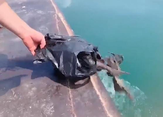 廣西有民眾在水庫放生外來入侵物種「清道夫」。(互聯網)