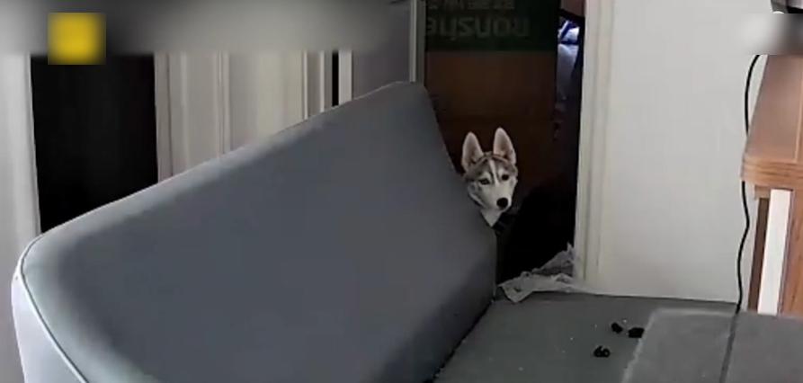 從監控片段可見,哈士奇不斷在全屋走來走去、四處張望。(互聯網)