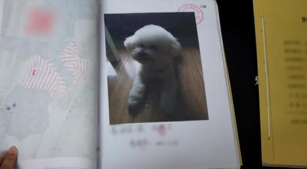 被毒死的狗隻。(互聯網)