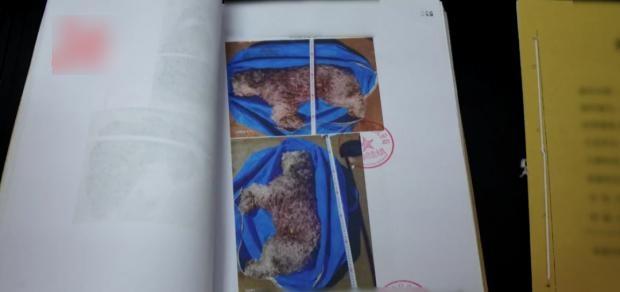 被毒死的狗隻。(互聯網)