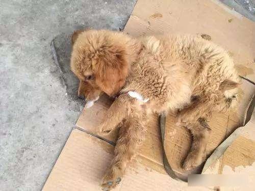 狗隻中毒後嘔白泡兼不斷抽搐,最後死亡。(互聯網)