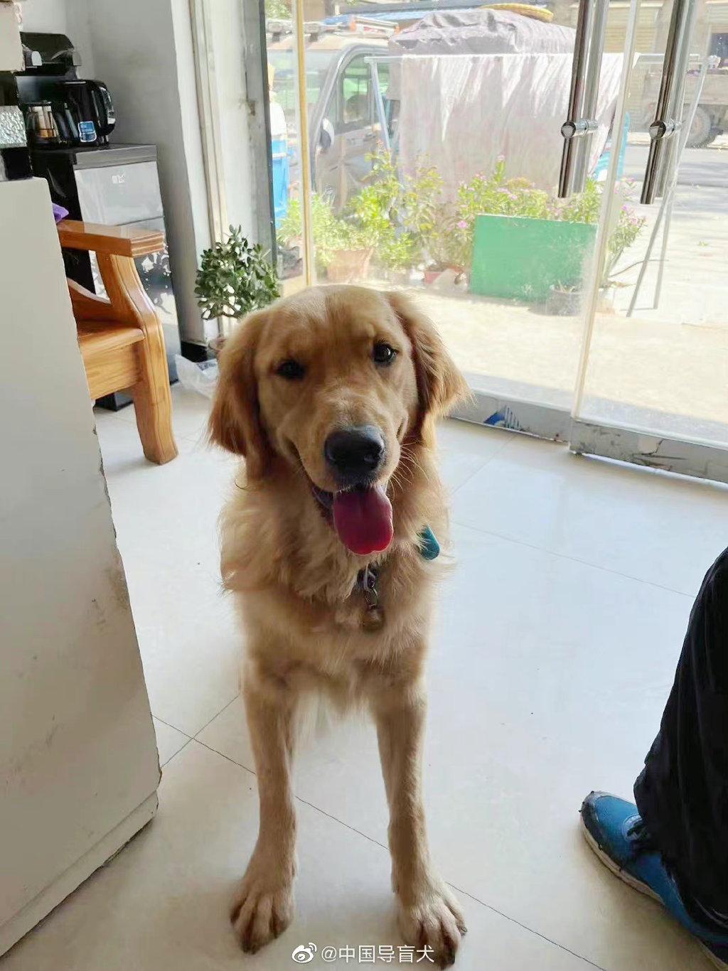 涉事導盲犬已平安回家,狀態良好。(中國導盲犬微博)