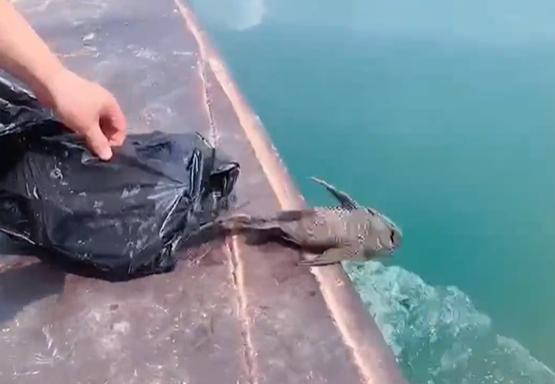 廣西有民眾在水庫放生外來入侵物種「清道夫」。(互聯網)