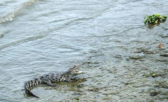 該條暹羅鱷似是在上海黃浦江邊度假。(互聯網)